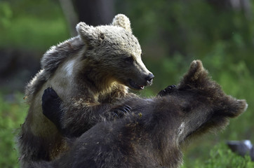 Brown Bear Cubs playfully fighting in the summer forest. Scientific name: Ursus Arctos Arctos....