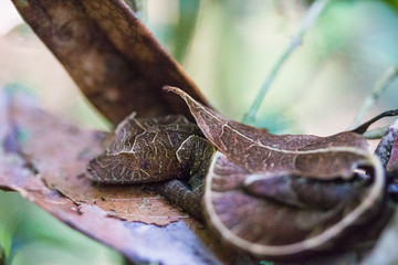 satanic leaf-tailed gecko (Uroplatus phantasticus) of Madagascar in Ranomafana National Park