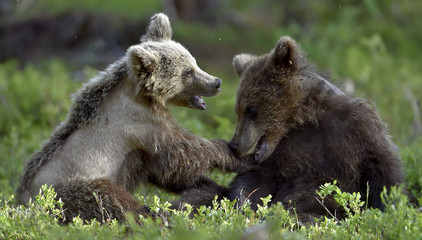 Fototapeta premium Brown Bear Cubs playfully fighting in the summer forest. Scientific name: Ursus Arctos Arctos. Natural habitat.