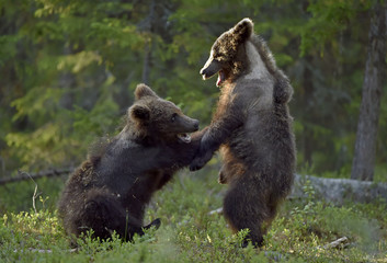 Brown Bear Cubs playfully fighting in the summer forest. Scientific name: Ursus Arctos Arctos. Natural habitat.