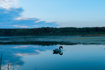 Obraz na płótnie Canvas Beautiful white swan on a dawn lake