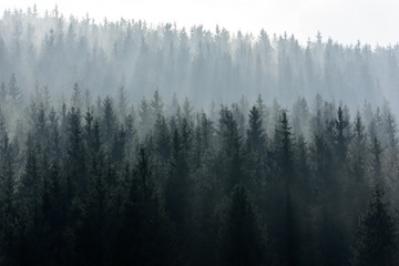 Dark Spruce Wood Silhouette Surrounded by Fog. 