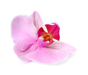 Naklejka na ściany i meble Flower of beautiful pink Phalaenopsis orchid isolated on white