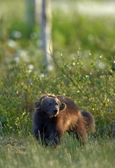Wolverine in wild nature. Natural habitat. Glutton, carcajou, skunk bear, or quickhatch (gulo gulo)