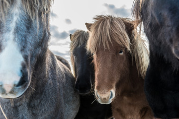 Koń Islandzki