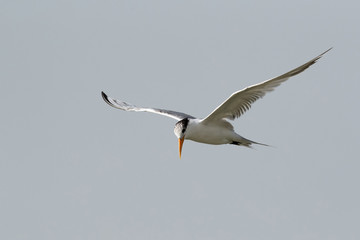 Lesser crested tern in flight, Bahrain 