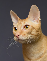 Portrait of a red striped cat of Cornish rex breed. He has curly hair, even a mustache.