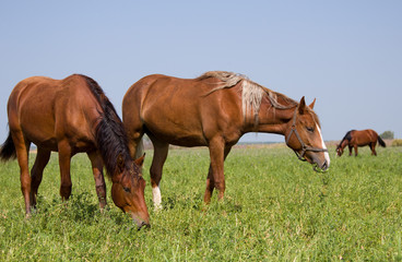 Three horses from a free herd on a pasture under a blue sky eat green grass