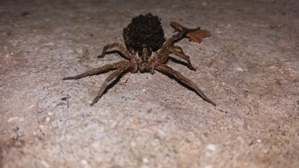 spider