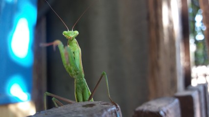 green praying mantis