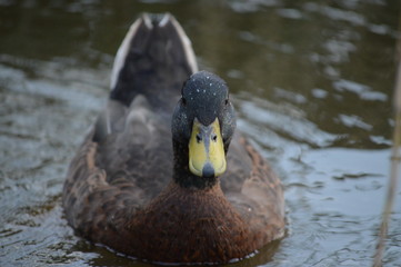 duck in a pond