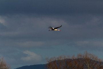 stork in the park of Salburua, in Vitoria Alava