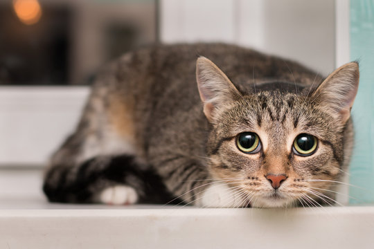 The frightened tabby cat shrank at the window. Her eyes grew larger and darker with fear.