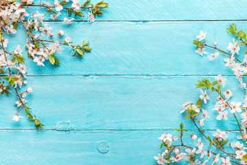 spring flowers cherry blossoming on blue wooden background. top view with copy space