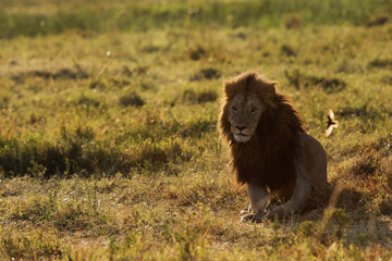 Naklejka na ściany i meble Lion king at Masai Mara, Kenya