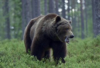 Plakat Big Adult Male of Brown bear in the summer forest. Scientific name: Ursus arctos. Natural habitat.