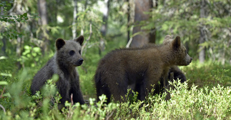 Obraz na płótnie Canvas Bear cubs in summer forest. Cubs of Brown Bear. Natural habitat. Scientific name: Ursus arctos.