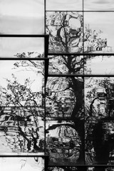 Abstract background. Reflection of a tree in the windows