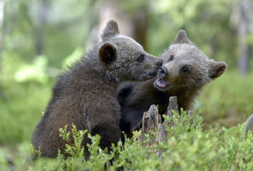 Brown Bear Cubs playfully fighting in the summer forest. Scientific name: Ursus Arctos Arctos. Natural habitat.