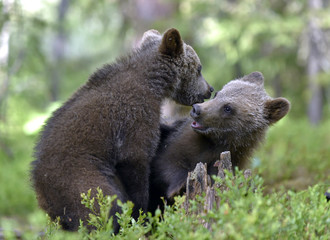 Obraz premium Brown Bear Cubs playfully fighting in the summer forest. Scientific name: Ursus Arctos Arctos. Natural habitat.