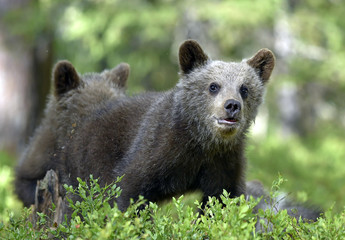 Bear cubs in summer forest. Cubs of Brown Bear. Natural habitat. Scientific name: Ursus arctos.