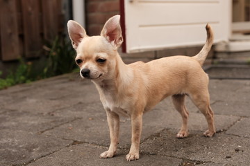 Closeup portrait of small funny beige mini chihuahua dog outside, puppy