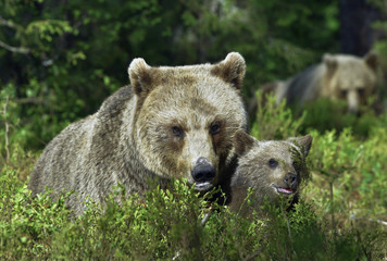She-bear and Cubs in the summer forest. Brown bear, Scientific name: Ursus Arctos Arctos. Natural habitat.