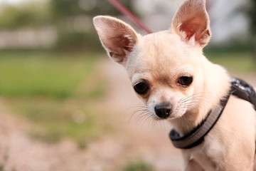Closeup portrait of small funny beige mini chihuahua dog outside, puppy