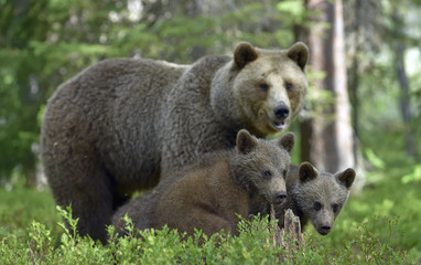 Fototapeta premium She-bear and Cubs in the summer forest. Brown bear, Scientific name: Ursus Arctos Arctos. Natural habitat.
