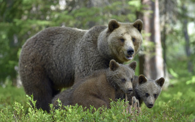Obraz na płótnie Canvas She-bear and Cubs in the summer forest. Brown bear, Scientific name: Ursus Arctos Arctos. Natural habitat.