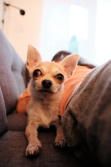 Closeup portrait of small funny beige mini chihuahua dog, puppy