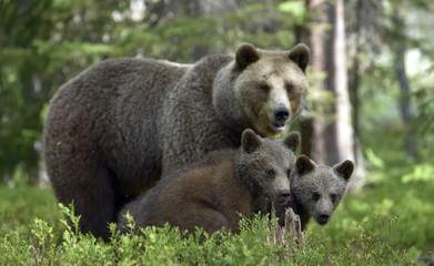 Naklejka premium She-bear and Cubs in the summer forest. Brown bear, Scientific name: Ursus Arctos Arctos. Natural habitat.