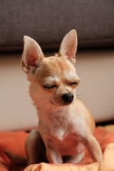 Closeup portrait of small funny beige mini chihuahua dog, puppy