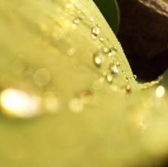 the green dew on the petal of a Tulip