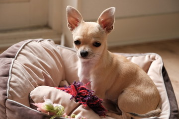 Closeup portrait of small funny beige mini chihuahua dog, puppy