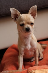 Closeup portrait of small funny beige mini chihuahua dog, puppy