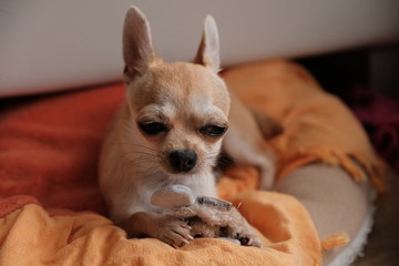 Closeup portrait of small funny beige mini chihuahua dog, puppy