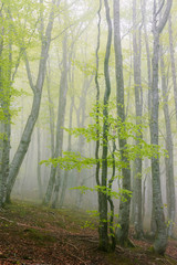 Fototapeta premium a foggy day in Spring, in Aranzazu, Basque Country