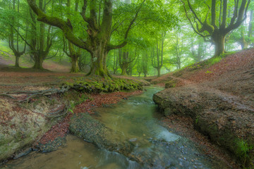 Into the magic forest in Otxarreta, Basque Country.