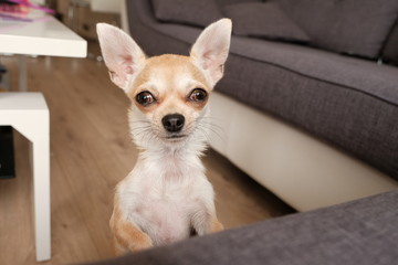 Closeup portrait of small funny beige mini chihuahua dog, puppy