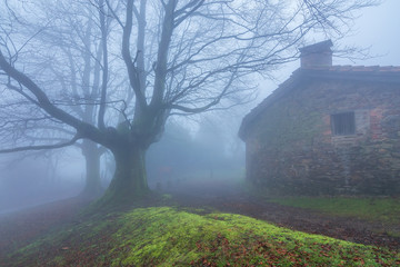 A foggy corner in Urkiola Natural park, Basque Country