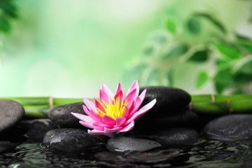 Beautiful zen garden with lotus flower and pond on blurred green background