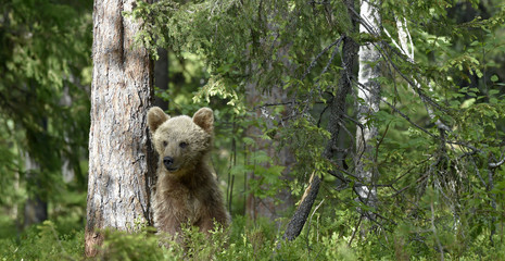 Little bear sits under a pine tree. Cub of Brown Bear in the summer forest. Natural habitat. Scientific name: Ursus arctos. © Uryadnikov Sergey