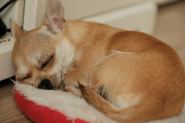 Closeup portrait of small funny beige mini chihuahua dog, puppy