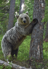 Brown bear stands on its hind legs by a tree in a pine forest. Adult  of Brown bear. Scientific name: Ursus arctos. Natural habitat. Autumn season