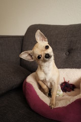 Closeup portrait of small funny beige mini chihuahua dog, puppy