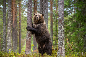 Brown bear stands on its hind legs by a tree in a pine forest. Adult  of Brown bear. Scientific name: Ursus arctos. Natural habitat. Autumn season