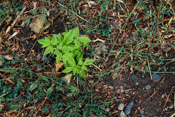 a small young green sprout of a tree grows on the ground