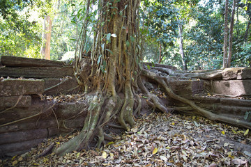 Baumwurzel in Ankor Wat