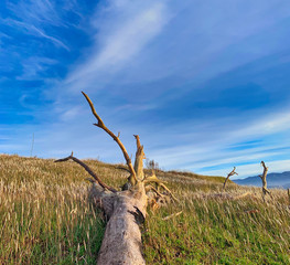 dead tree in the field